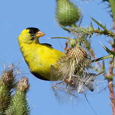 Chardonneret jaune