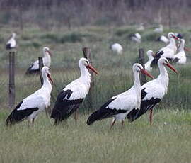 Cigogne blanche