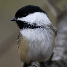 Mésange à tête noire