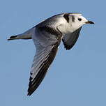 Mouette tridactyle