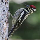 Pic maculé