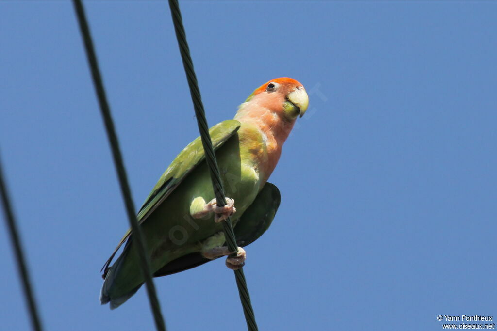 Rosy-faced Lovebird