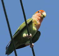 Rosy-faced Lovebird