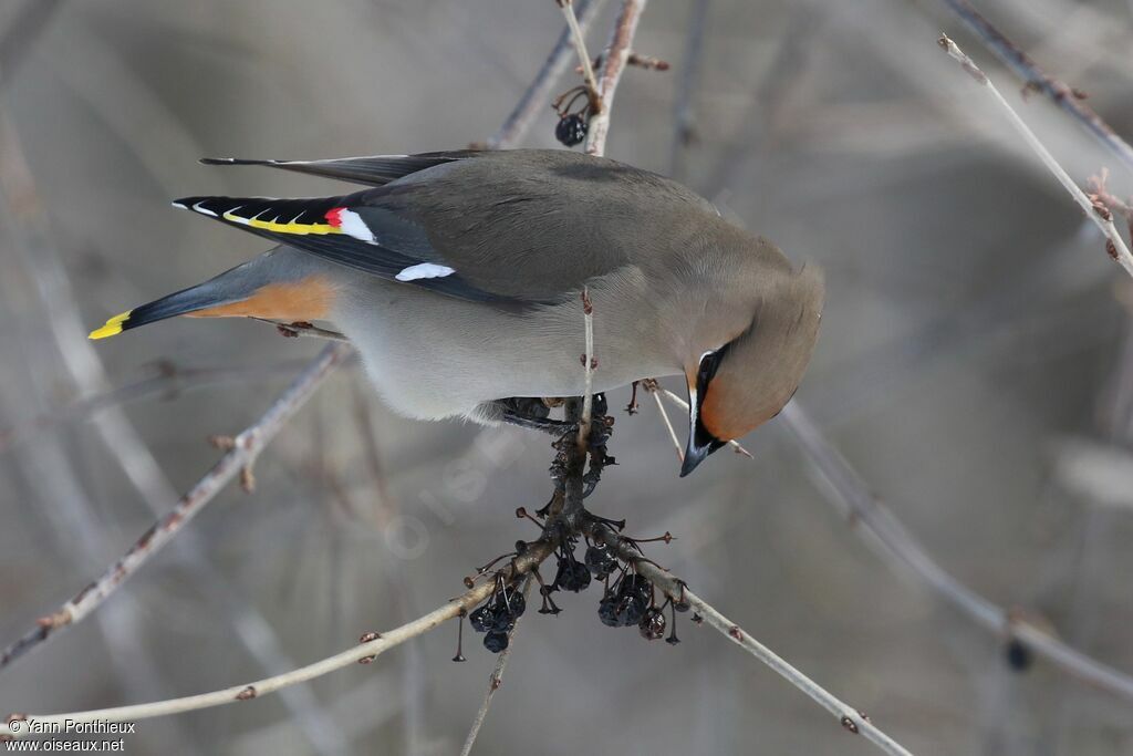 Bohemian Waxwing