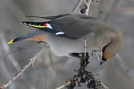 Bohemian Waxwing