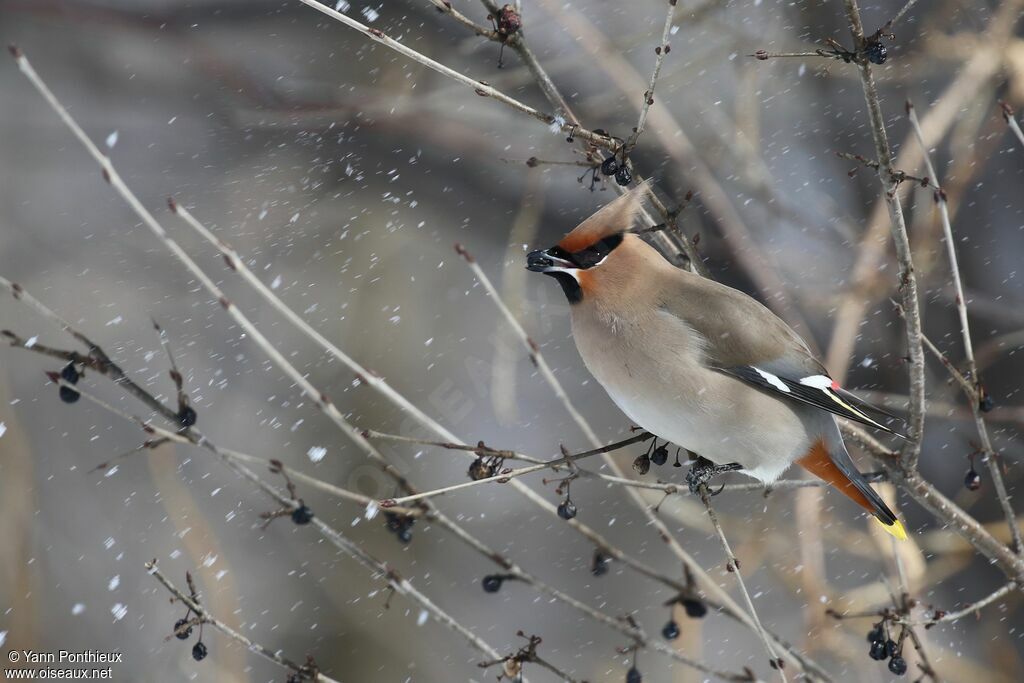 Bohemian Waxwing