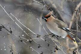 Bohemian Waxwing