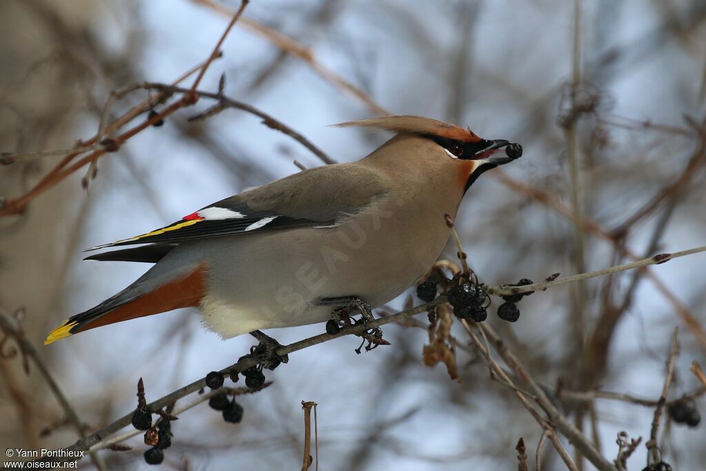 Bohemian Waxwing, feeding habits