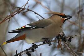 Bohemian Waxwing