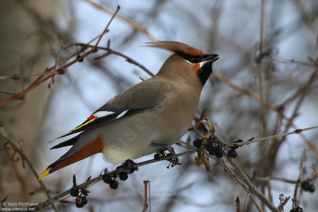 Bohemian Waxwing