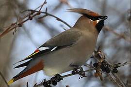 Bohemian Waxwing