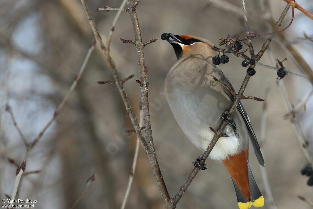 Bohemian Waxwing, feeding habits