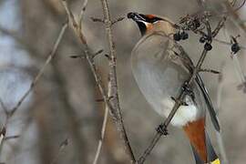 Bohemian Waxwing