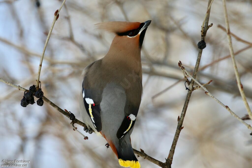 Bohemian Waxwing