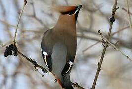 Bohemian Waxwing