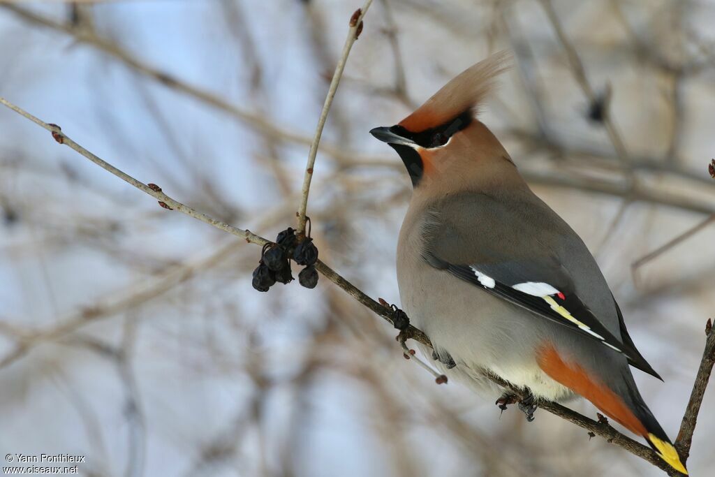 Bohemian Waxwing