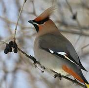 Bohemian Waxwing