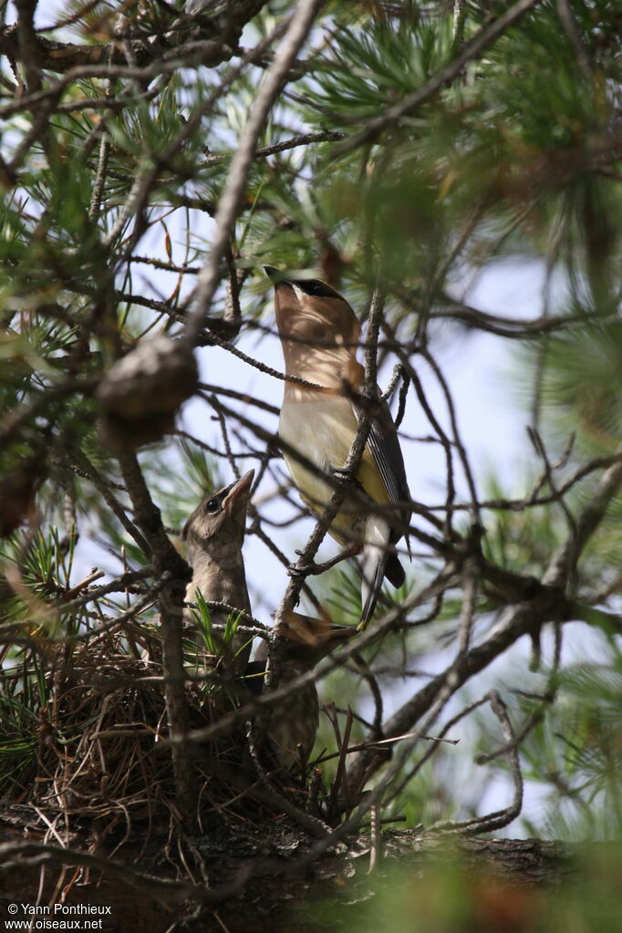 Cedar Waxwing, Reproduction-nesting