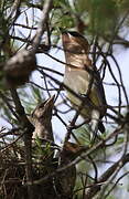 Cedar Waxwing