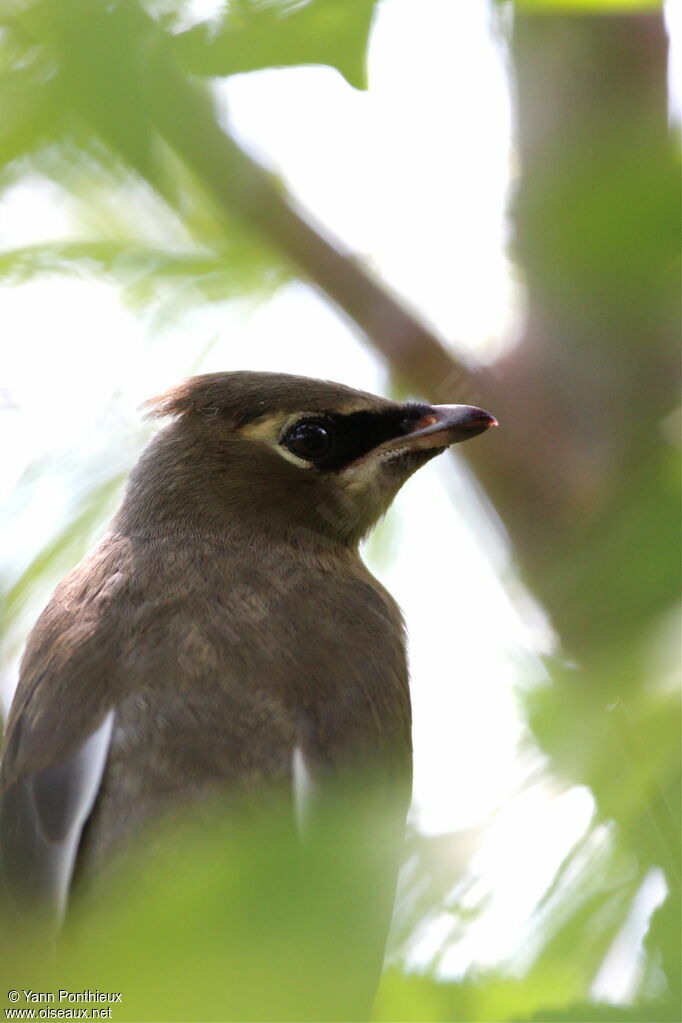 Jaseur d'Amériqueimmature