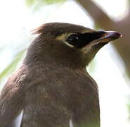 Cedar Waxwing