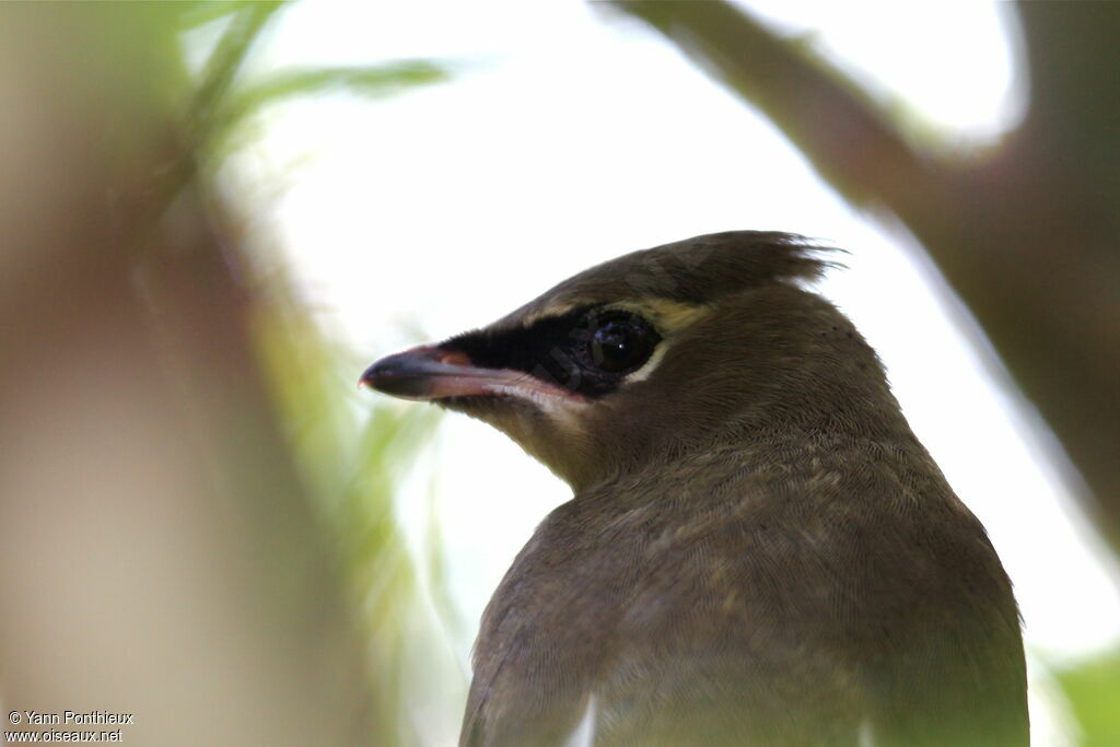 Jaseur d'Amériqueimmature