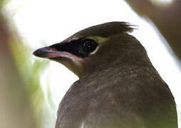 Cedar Waxwing