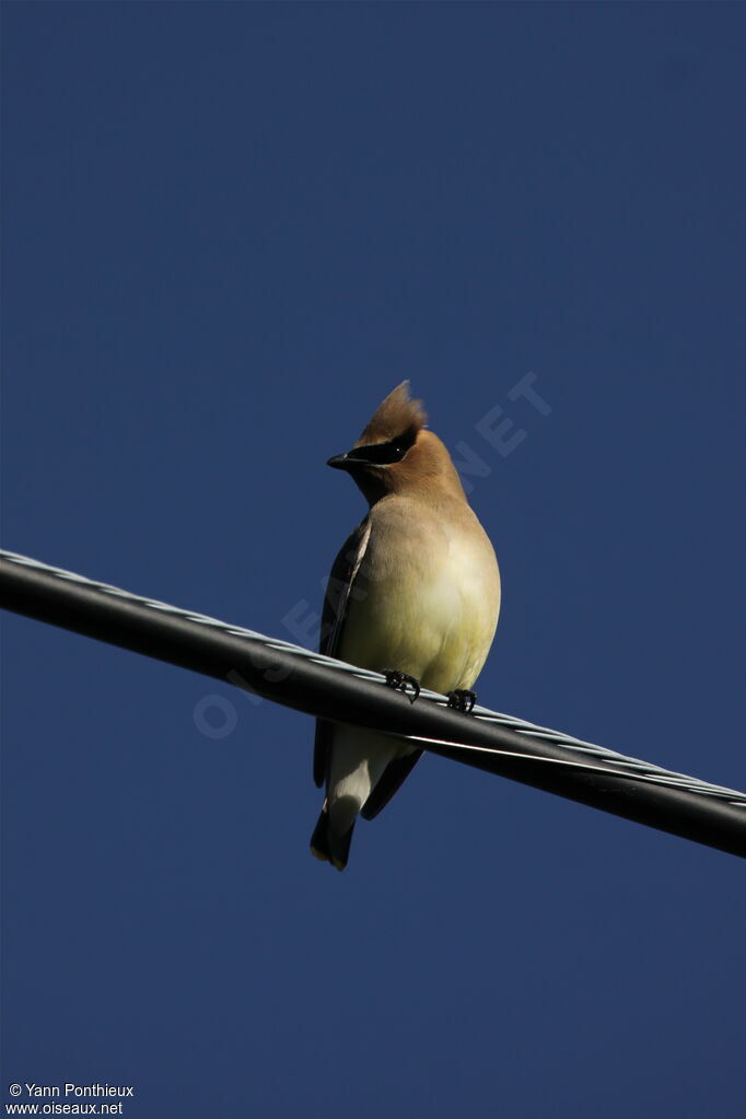 Cedar Waxwingadult breeding