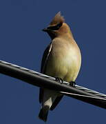 Cedar Waxwing