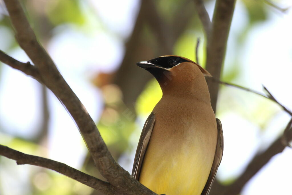 Cedar Waxwing