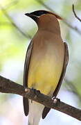 Cedar Waxwing