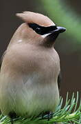 Cedar Waxwing