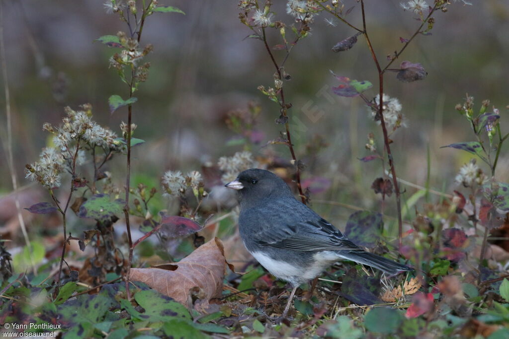 Dark-eyed Junco