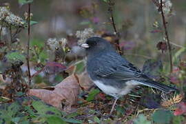 Junco ardoisé