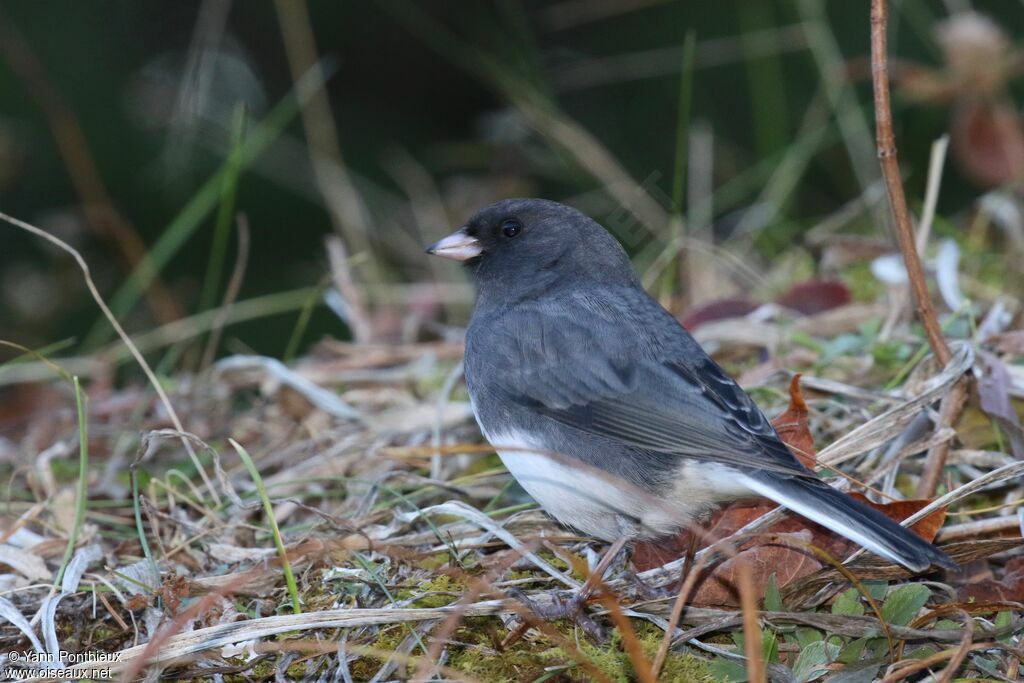 Junco ardoisé