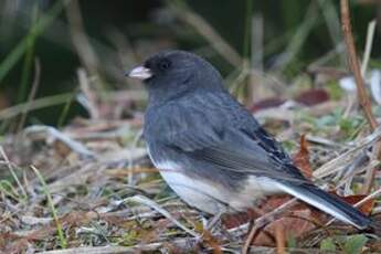 Junco ardoisé