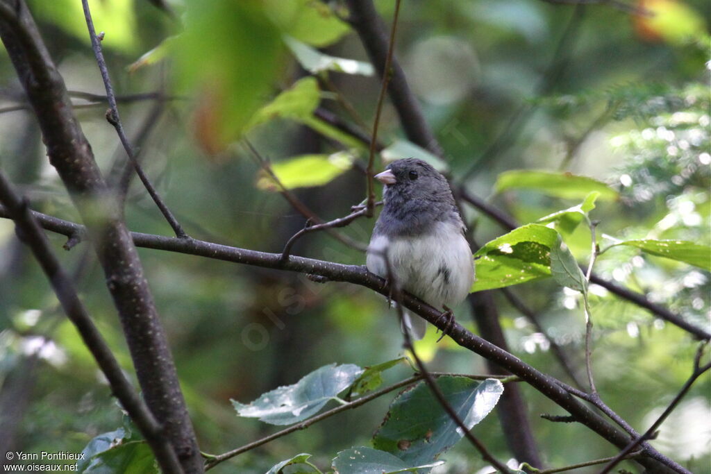 Junco ardoisé mâle