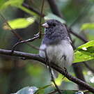 Junco ardoisé