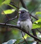 Junco ardoisé