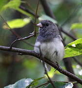 Junco ardoisé