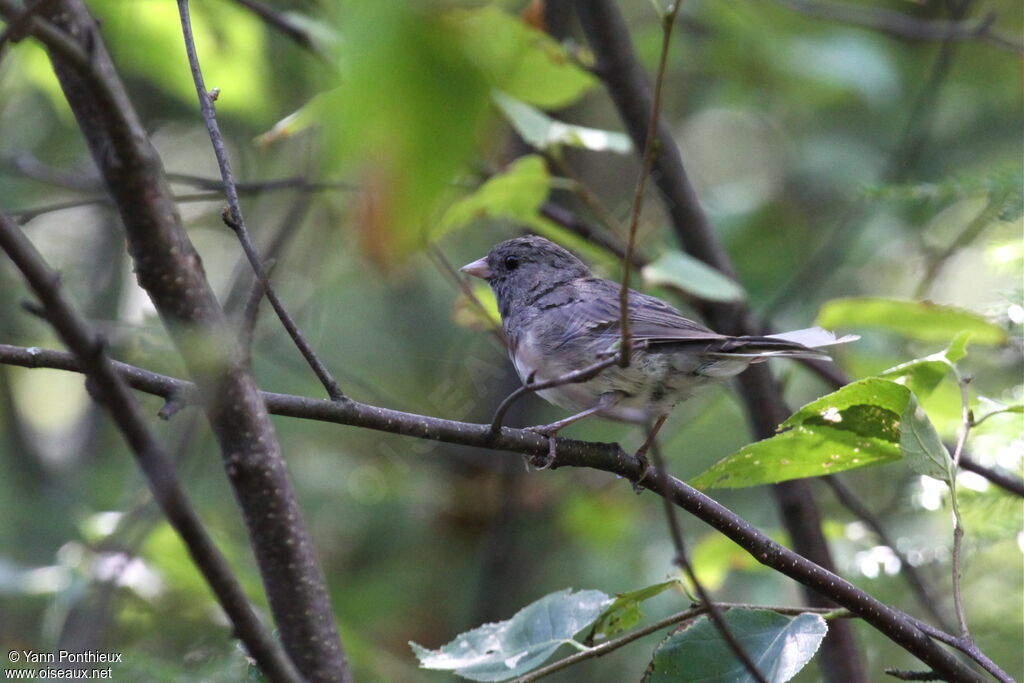 Junco ardoisé mâle