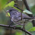 Junco ardoisé