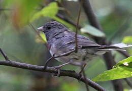 Junco ardoisé