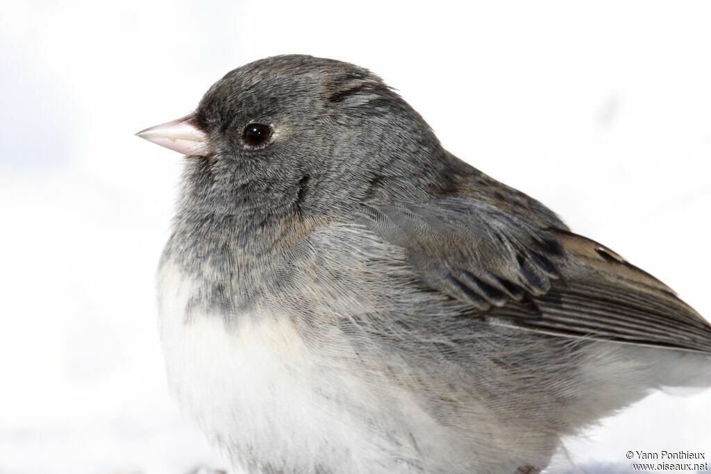 Dark-eyed Junco