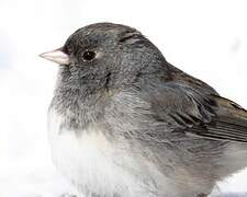 Dark-eyed Junco