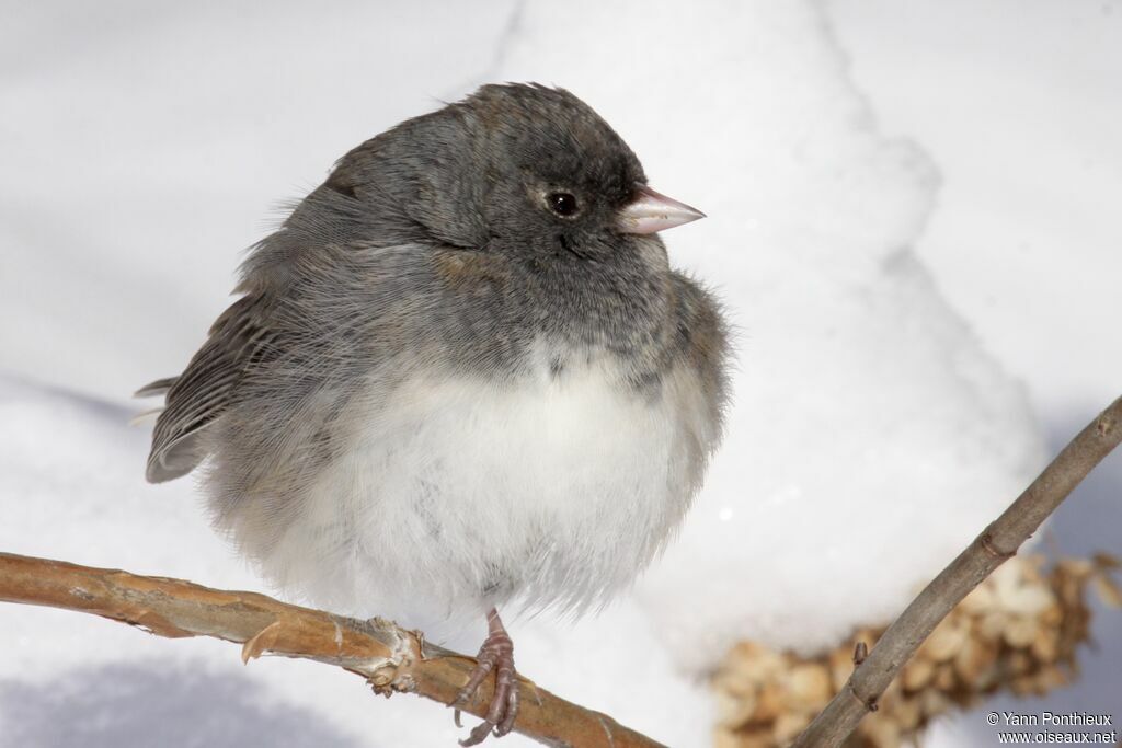 Junco ardoisé