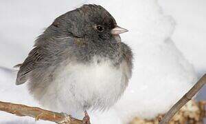 Dark-eyed Junco