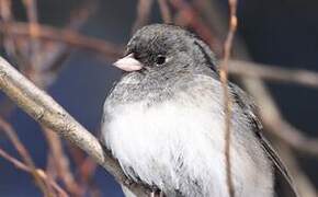 Junco ardoisé