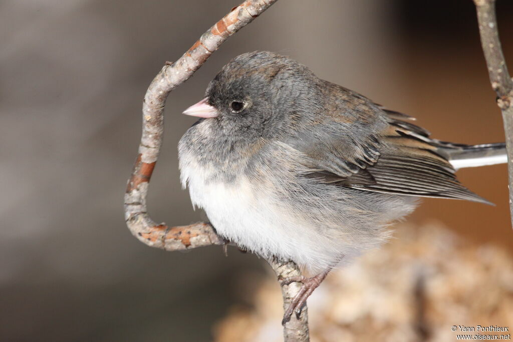 Junco ardoisé