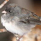 Junco ardoisé
